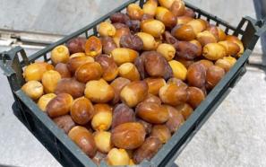 خرید خرما زاهدی بم + بهترین قیمت