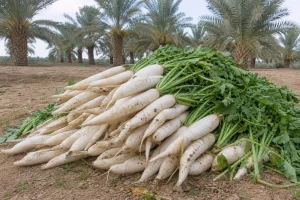 خرما خاصویی ترب درجه‌بندی استاندارد کیفیت و بازه قیمت